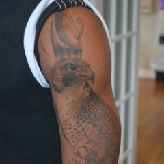 falcoln-healed-1