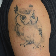 healed-owlie-tattoo