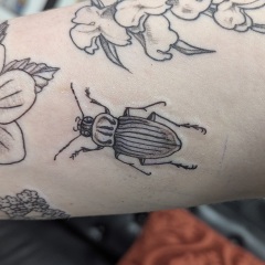 beetle-insect-tattoo-blackwork