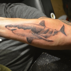 Shark Tattoo