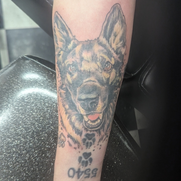 german-shephard-portrait