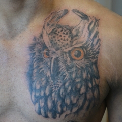owl-cover-first-session